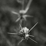 Pre Šípovú Ruženku