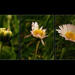 Letem kvetoucím světem...