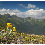 Květina v Roháčích