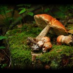 zátiší s křemenáči