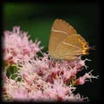 už jste někdy viděli ??