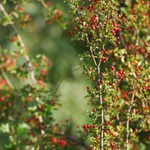 barvy pozdního léta