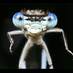 Potřesem si pravicí?