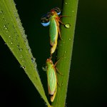 Hele, nenaložil jsi si nějak mooooc?