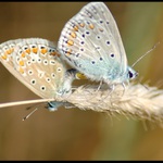 Tak nějak to dělaj motýlci