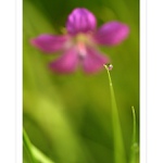 *** Kouzelná ... ***