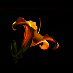 ***KALICH SVĚTLEM SE NAPLNIL***