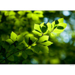 V korunách stromov I.