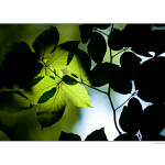 V korunách stromov III.