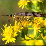 Neví někdo co to je ?