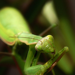 Nefoť ma keď sa češem