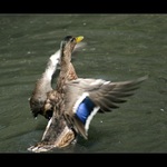 Pozor, pristávam ! :-)