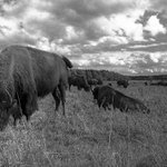 Buffalo Bill ich vsetky nedostal