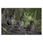 Kachny...kachny...kachny