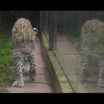 Leopard a odraz