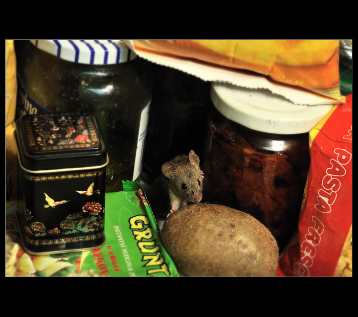 Dáš si ratatouille?