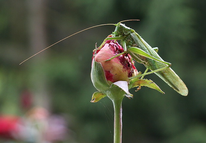 Dostihy s podzimem...