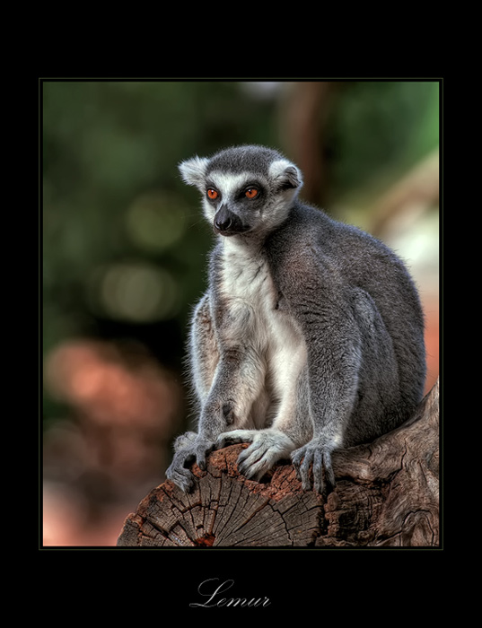 Lemur