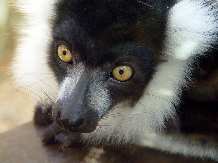 Lemur