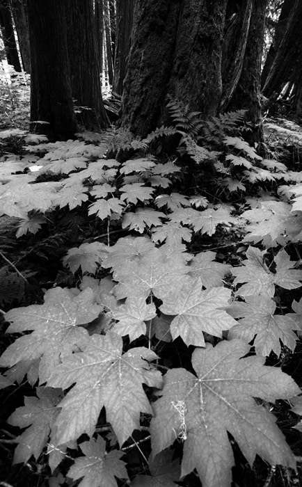 The beauty of ancient forest