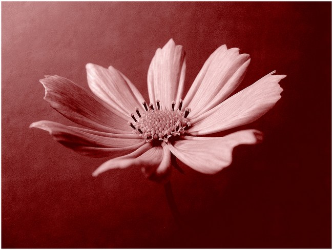 Red passion