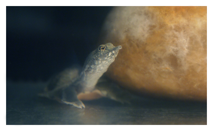 Pelodiscus sinensis in SPACE