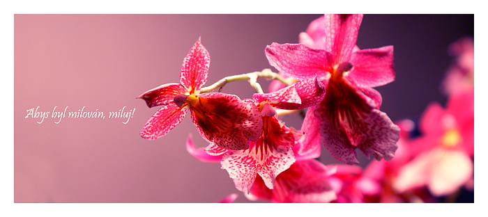 pink beauty