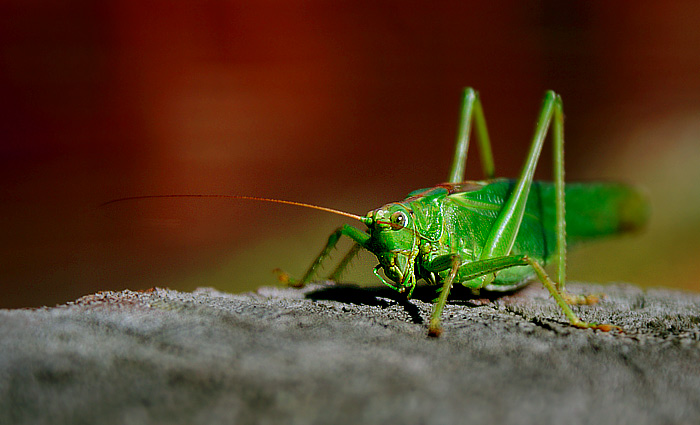 Kobylka zelená (Tettigonia viridissima)