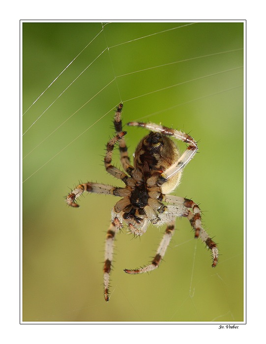 Pruhované nadkolenky