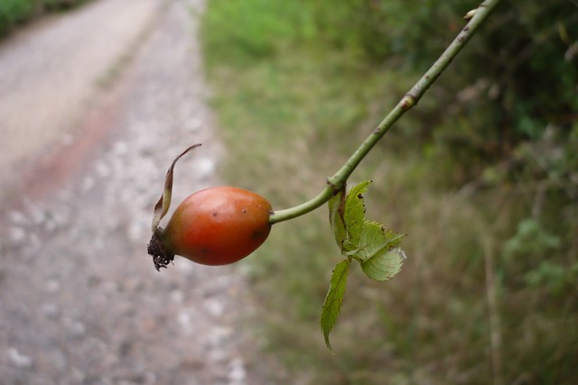 Šípek