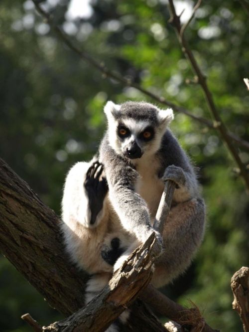 Lemur