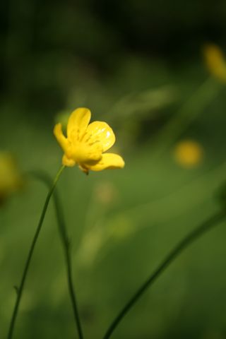 tančící