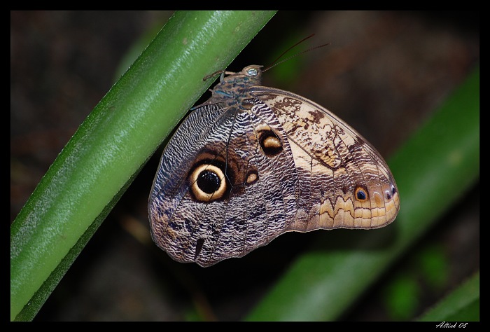 Pro ty kteří mají rádi motýlky