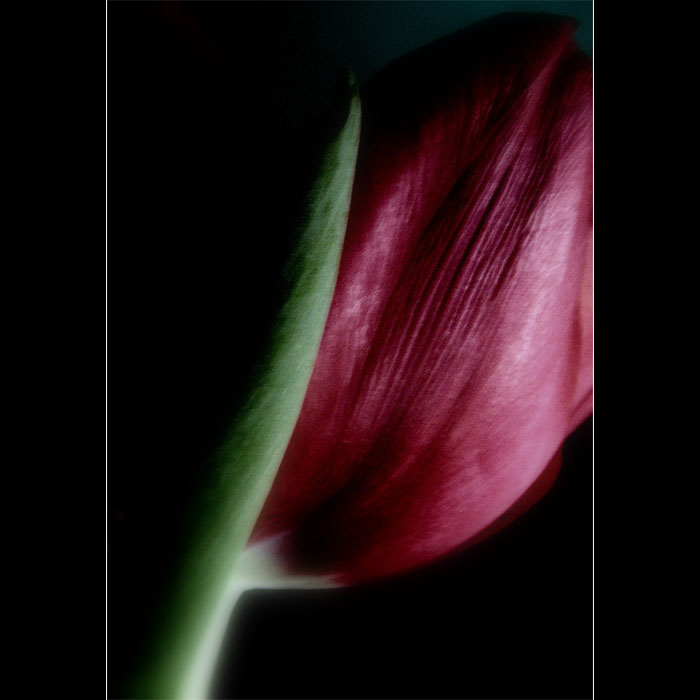 Tulipan