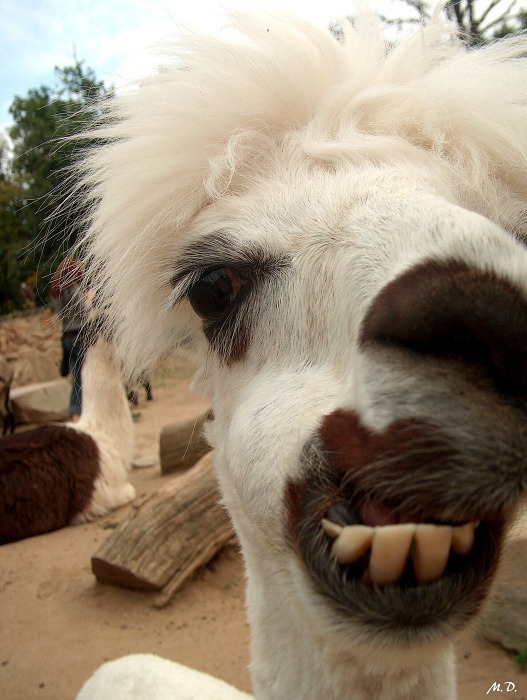 Veselá lama