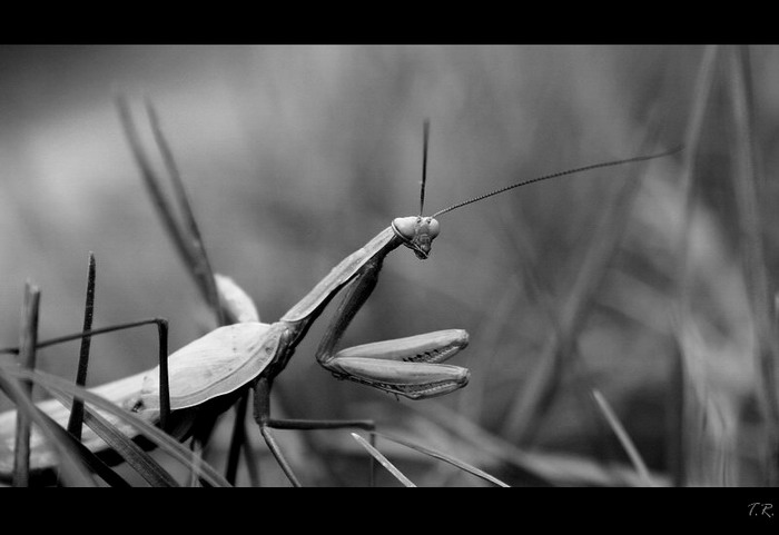 Modlivka BW