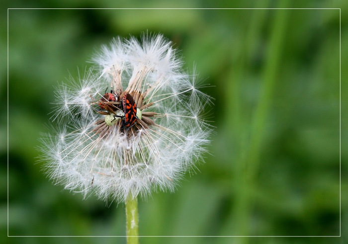Likvidace pampelišky