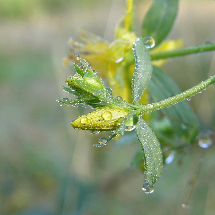 Třezalka orosená (Hypericum ? ? ?) co to pletu. Třezalka tečkovaná (Hypericum perforatum)