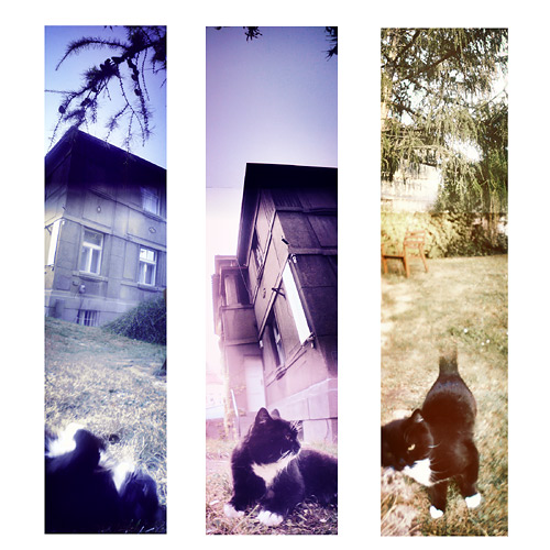 cat2