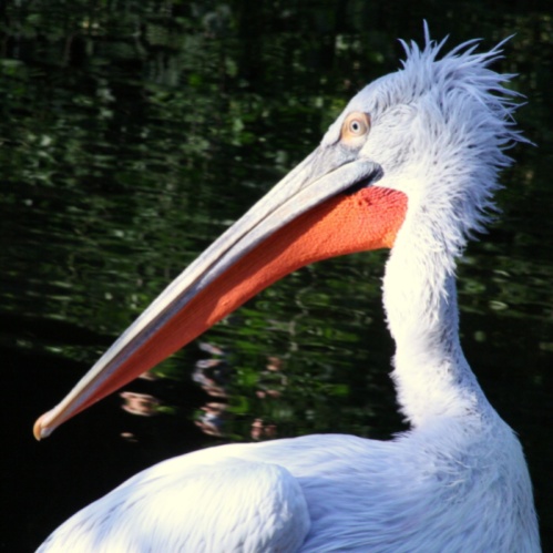 pelikán