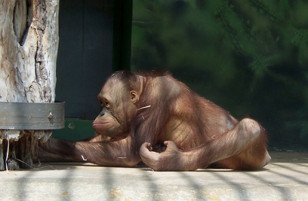 Tak tohle je náš slavný Ámos s filmu dva lidi v Zoo