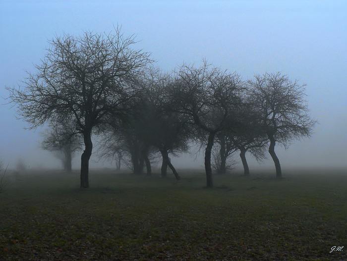 Jabloně