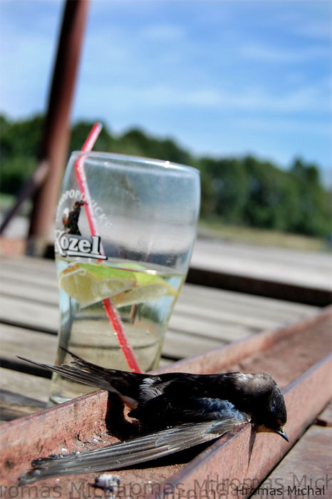 Kozel vs. Pták