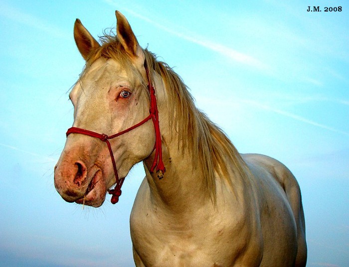 K večeru na pastvě ...