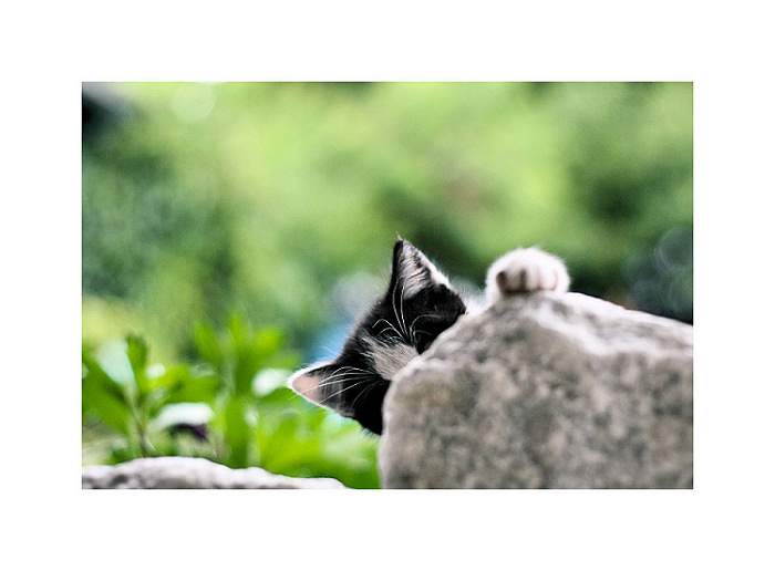 cat