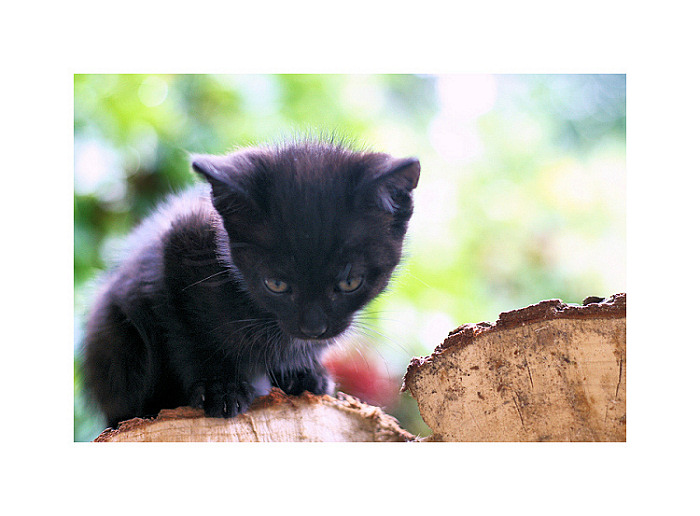 cat