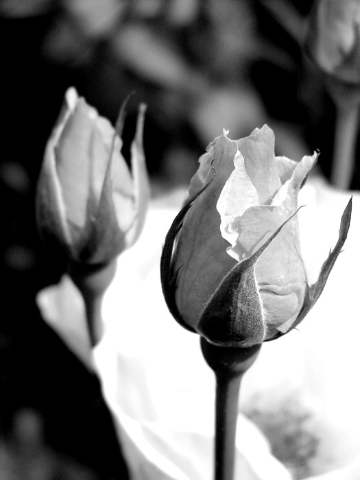 flowers.. 3