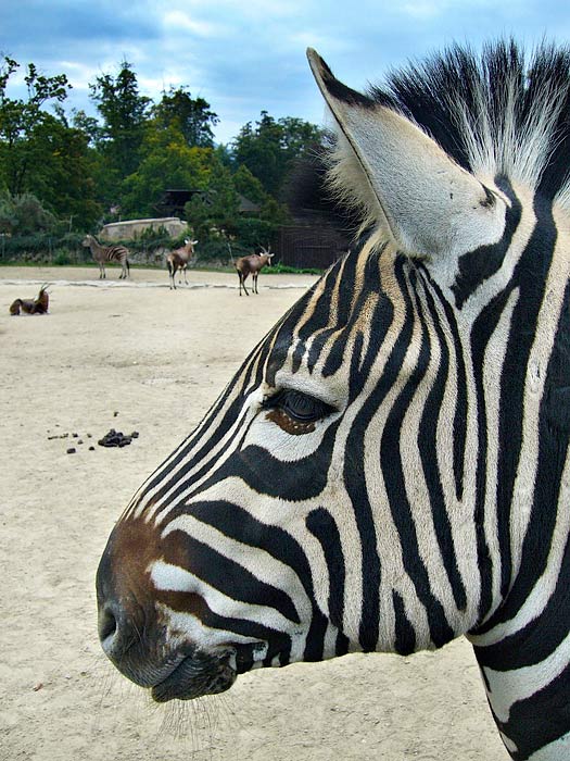 Zebra a výběh