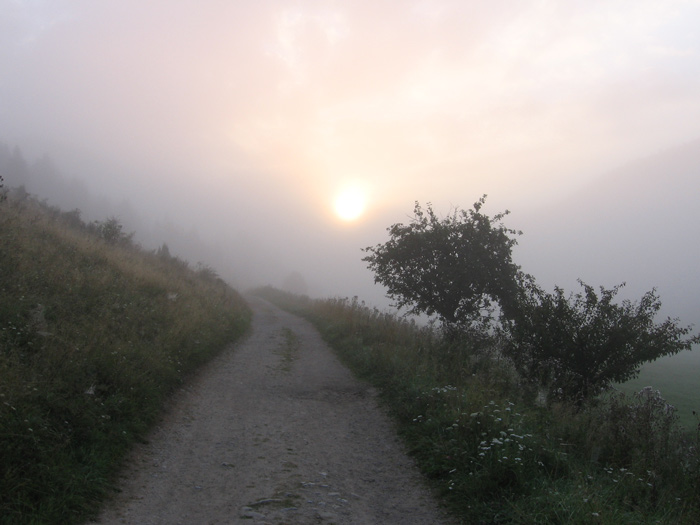 slunce,cesta,strom,keř na Choči