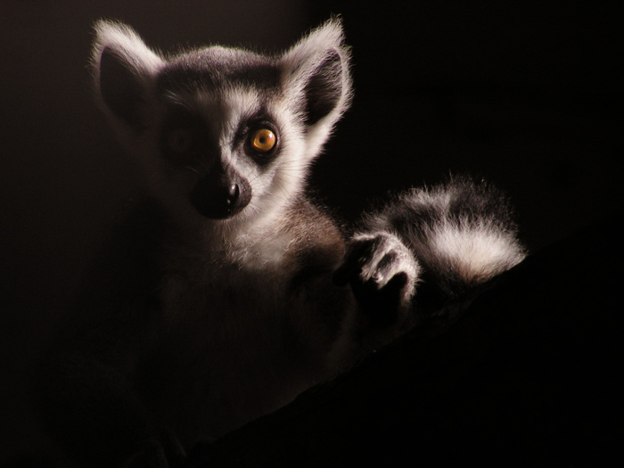Lemur catta